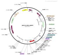 pBI121-MCS-mRFP1