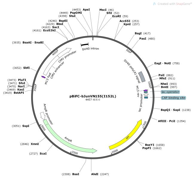 pBiFC-bJunVN155-I152L-