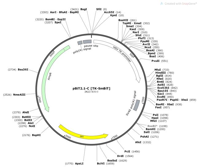 pBiT2.1-C-TK-SmBiT-