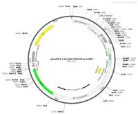 pBudCE4.1-EnCMV-MCS-EF1a-hrGFP