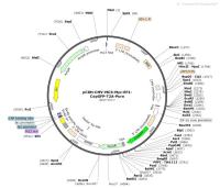 pCDH-CMV-MCS-Myc-EF1-CopGFP-T2A-Puro
