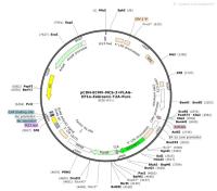 pCDH-ECMV-MCS-3×FLAG-EF1α-ZsGreen1-T2A-Puro