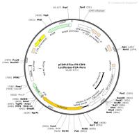 pCDH-EF1a-FH-CBH-Luciferase-P2A-Puro