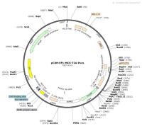 pCDH-EF1-MCS-T2A-Puro