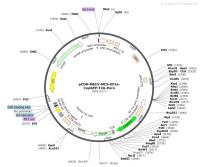 pCDH-MSCV-MCS-EF1a-CopGFP-T2A-Puro