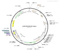 pCDH-UBC-MCS-EF1-Hygro