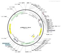 pCDNA3.0-3×HA-N