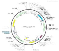 pCDNA3.1myc-NL-GW