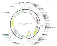 pCDNA3.1-N-GST-Thrombin-