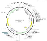 pCDNA3.1-3×Myc-N