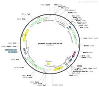 pCDNA3.1-ccdB-3xFLAG-V5
