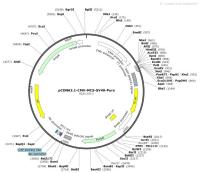 pCDNA3.1-CMV-MCS-SV40-Puro