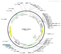 pCDNA3.1-HA-N