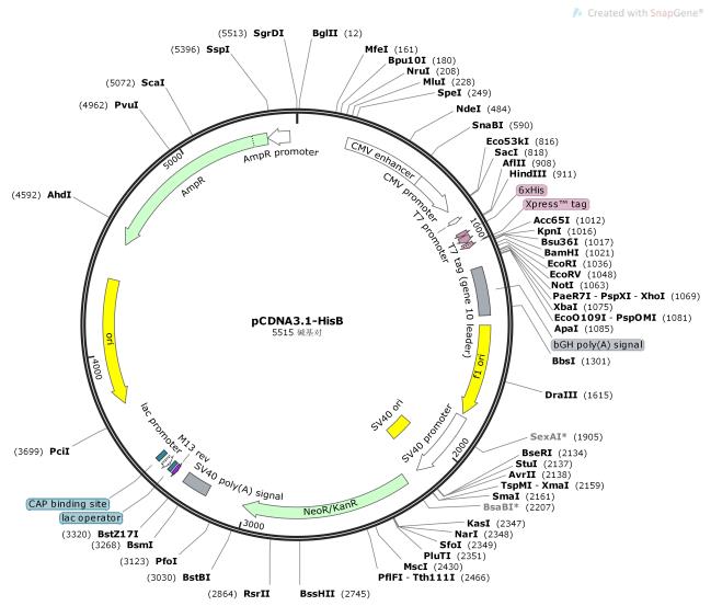 pCDNA3.1-HisB