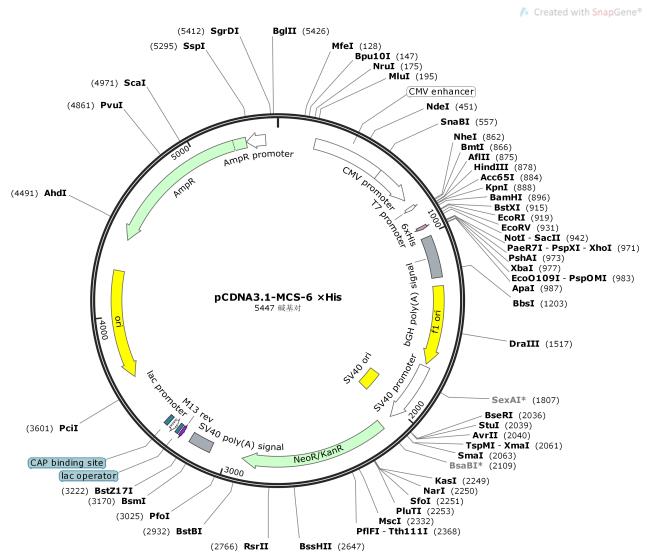 pCDNA3.1-MCS-6×His
