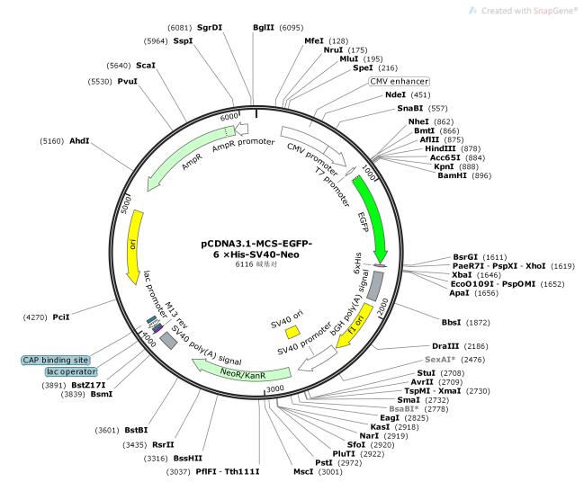 pCDNA3.1-MCS-EGFP-6×His-SV40-Neo