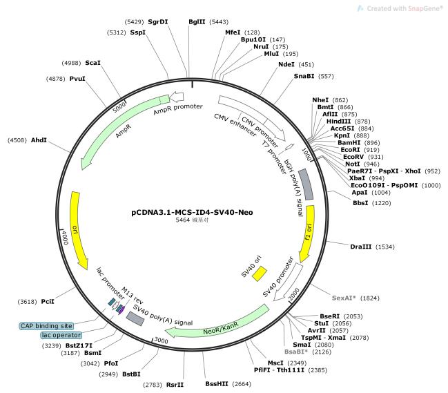pCDNA3.1-MCS-ID4-SV40-Neo