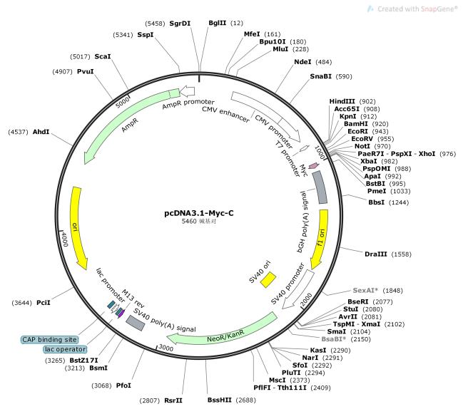 pcDNA3.1-Myc-C