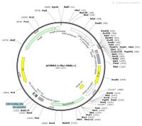 pCDNA3.1-Myc-HisB---