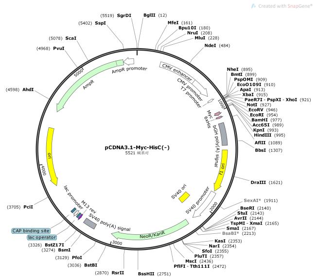 pCDNA3.1-Myc-HisC---