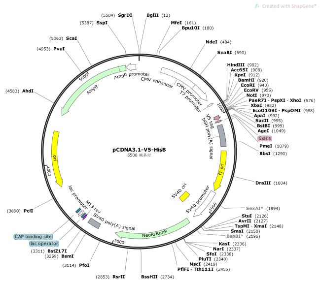 pCDNA3.1-V5-HisB