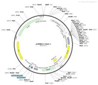 pCDNA3.1-Zeo---