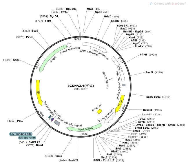 pCDNA3.4-״-