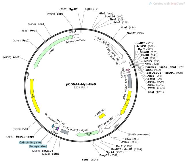 pCDNA4-Myc-HisB