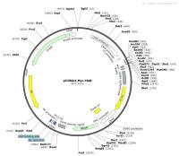 pCDNA4-Myc-HisB