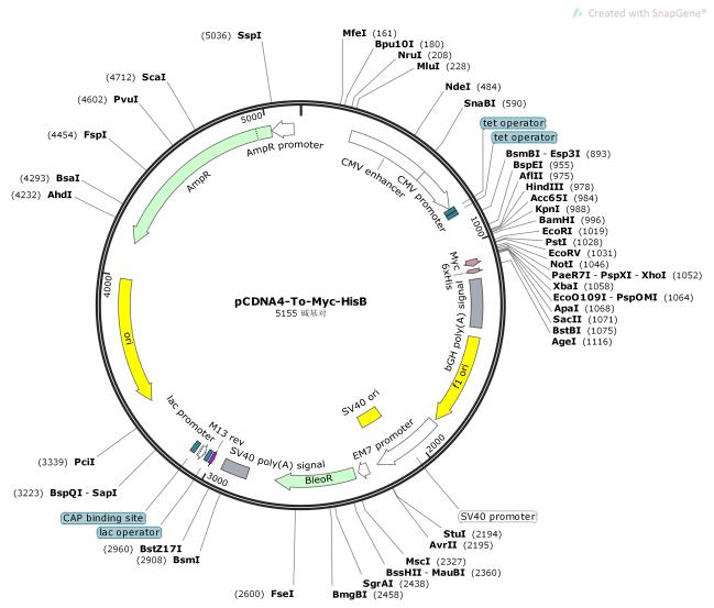 pCDNA4-To-Myc-HisB