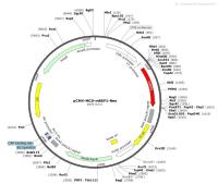 pCMV-MCS-mREF1-Neo