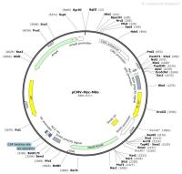 pCMV-Myc-Mito