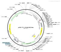 pCMV-T7-3×FLAG-MCS-Neo