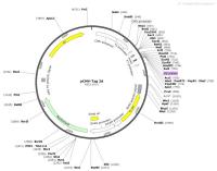 pCMV-Tag2A