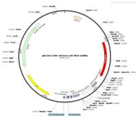 pDC316-CMV-mCherry-U6-MCS-shRNA