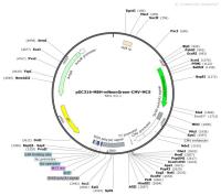 pDC316-MBH-mNeonGreen-CMV-MCS