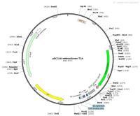pDC316-mNeonGreen-T2A