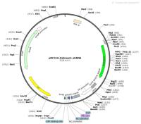 pDC316-ZsGreen1-shRNA