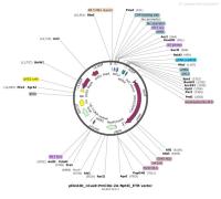 pDicAID_nCas9-PmCDA-2A-NptII_ETRvector