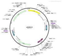 pDONR223
