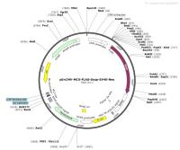 pEnCMV-MCS-FLAG-Seap-SV40-Neo