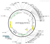 pEnCMV-MCS-Myc-SV40-Neo