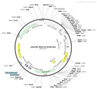 pEnCMV-MCS-V5-SV40-Neo