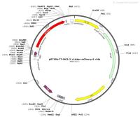 pET20b-T7-MCS-2×Linker-mCherry-6×His