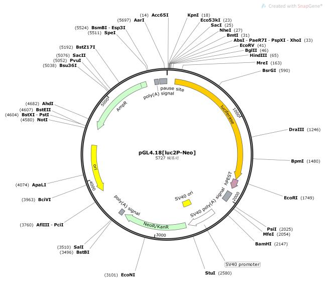 pGL4.18-luc2P-Neo-