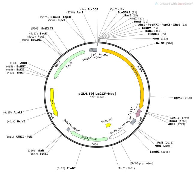 pGL4.19-luc2CP-Neo-