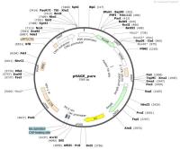 pHAGE_puro