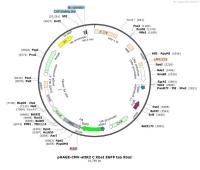 pHAGE-CMV-attR2CXbaIEGFPtaaXbaI