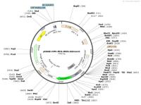 pHAGE-CMV-MCS-IRES-ZsGreen1