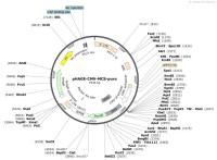 pHAGE-CMV-MCS-puro